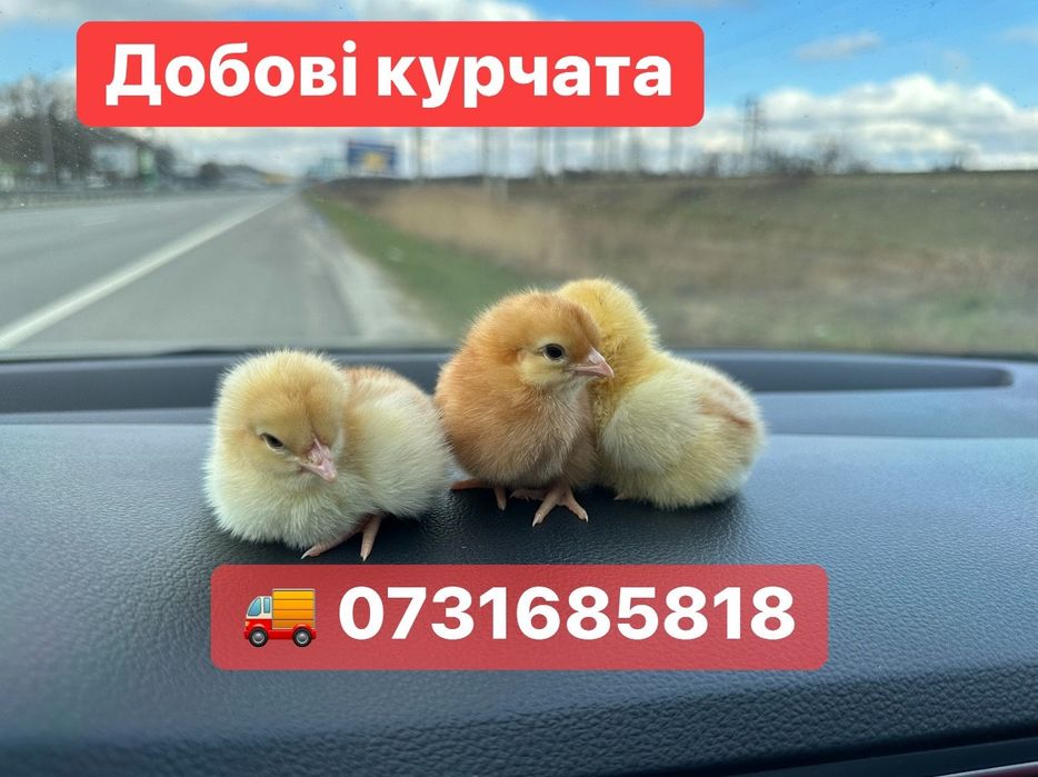 Суточні Курчата Цыплята Циплята Півники Півні несушка Ломан Браун