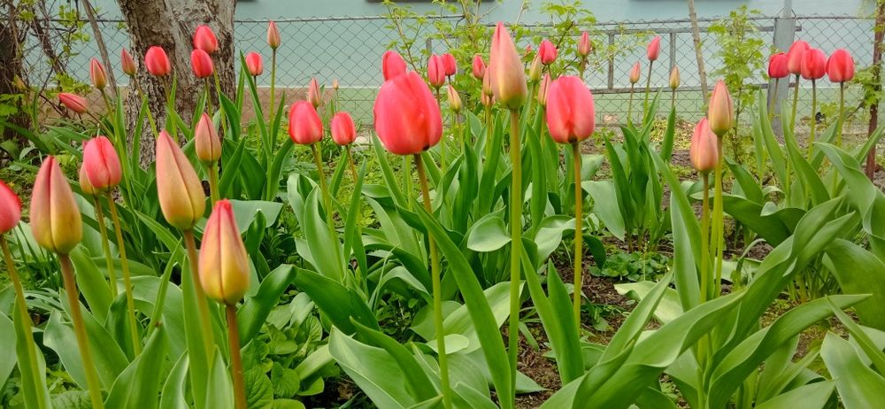 Тюльпани Голландські на зріз