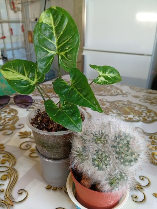 Домашние комнатные цветы