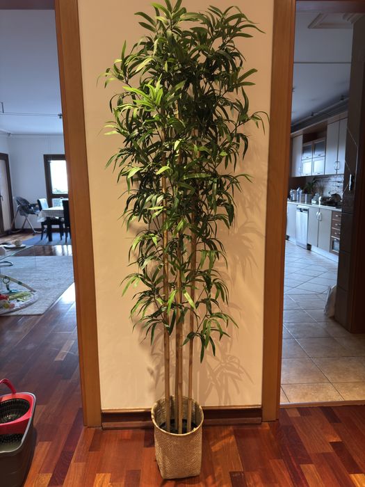 Planta bambu maison du monde