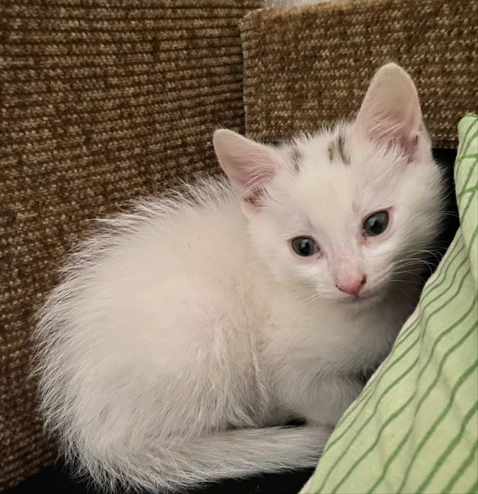 Кошеня шукає дім