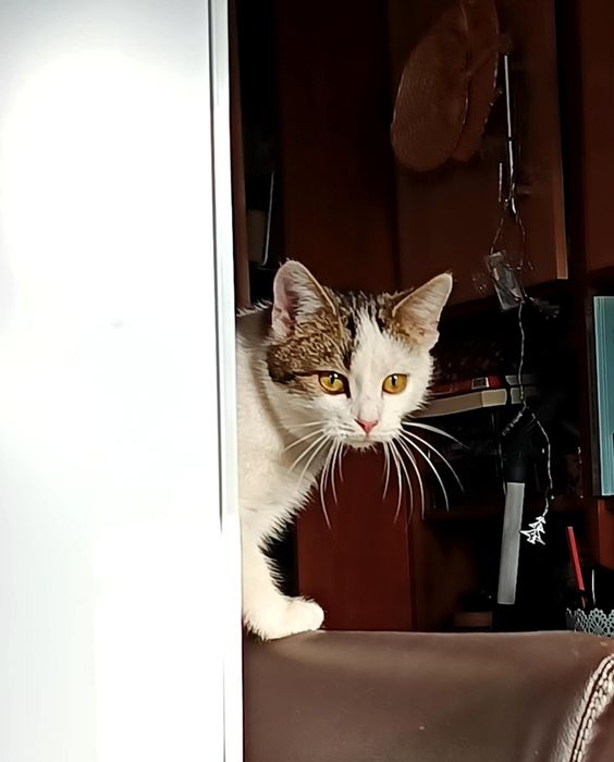 Kocie dziecko,Basia szuka kochajacego domku.