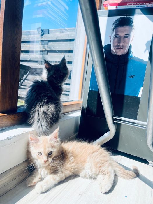 Kocięta Maine Coon rodowód FPL koty kocury