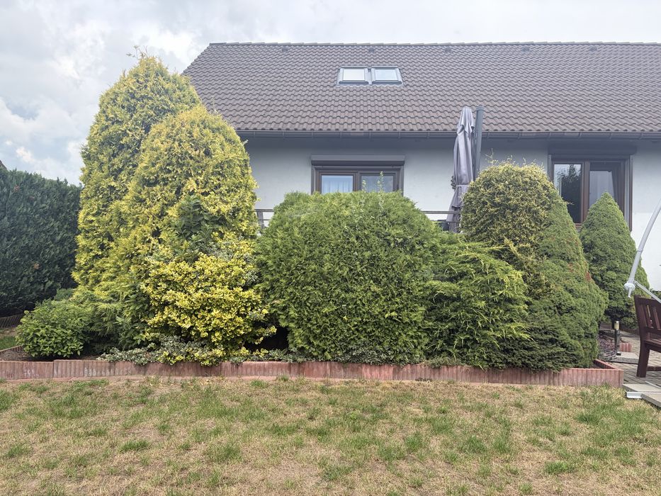 Oddam rośliny