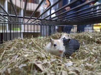 Młode Myszoskoczki.