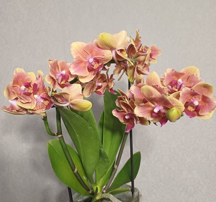 Орхідея метелик Грація