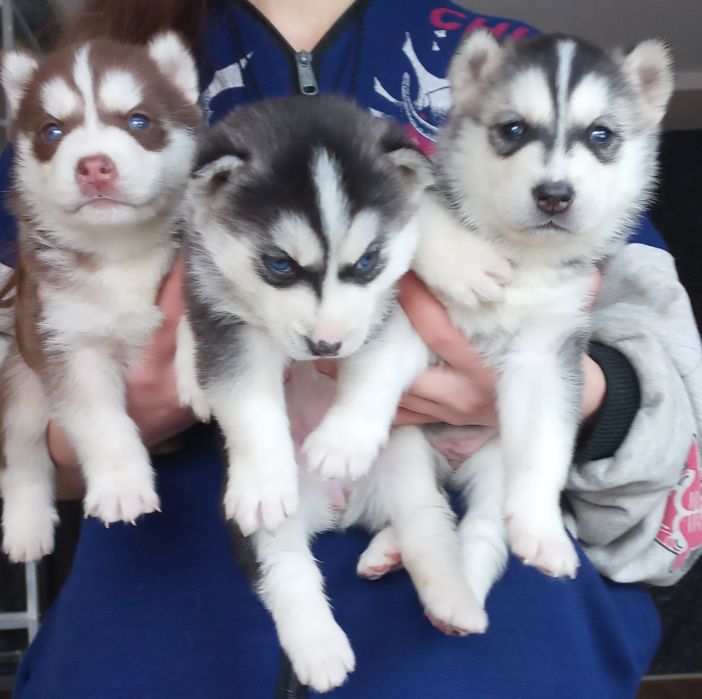 Щенята Сибірської Хаскі
