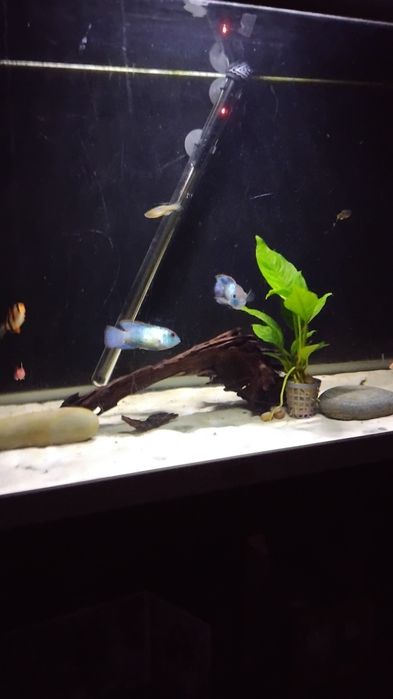 Vendo casal andinocara puncher eletrico  peixes com  9 cm