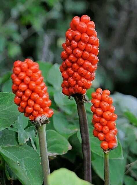 Арум лекнигор в амлуа