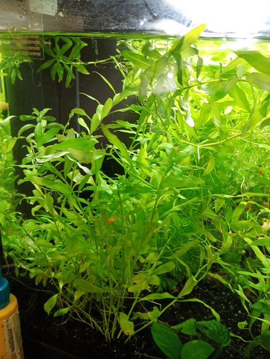 Planta de aquário Hygrophila polysperma