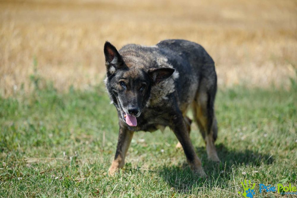 Kleosia - kochana suczka w typie owczarka niemieckiego SCHRONISKO