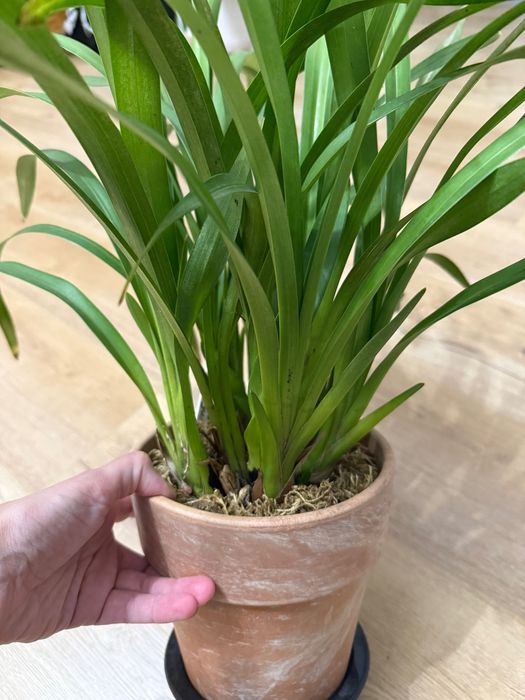 Cymbidium storczyk