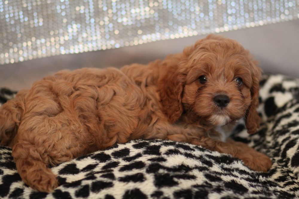 *** Cavapoo śliczny***