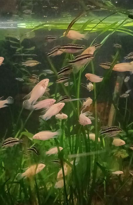 Kribensis albinos e normais