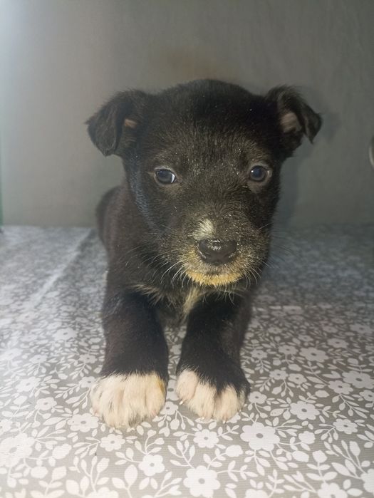 Отдам цуценят в хорошие руки