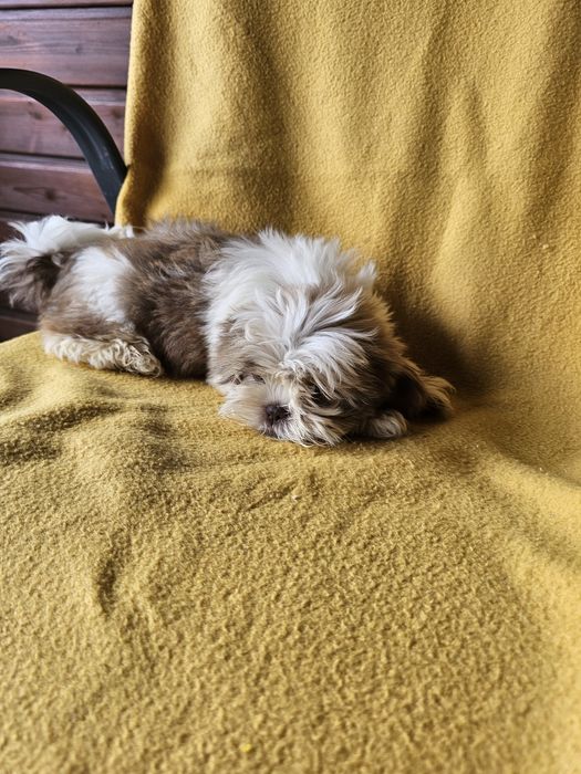 Szczeniaki shih tzu