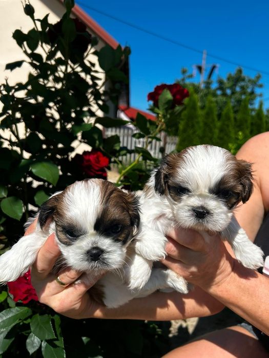 Shih tzu. Polecam