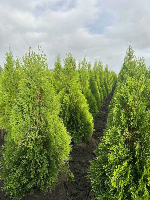 Туя Смарагд. Найнижчі ціни!