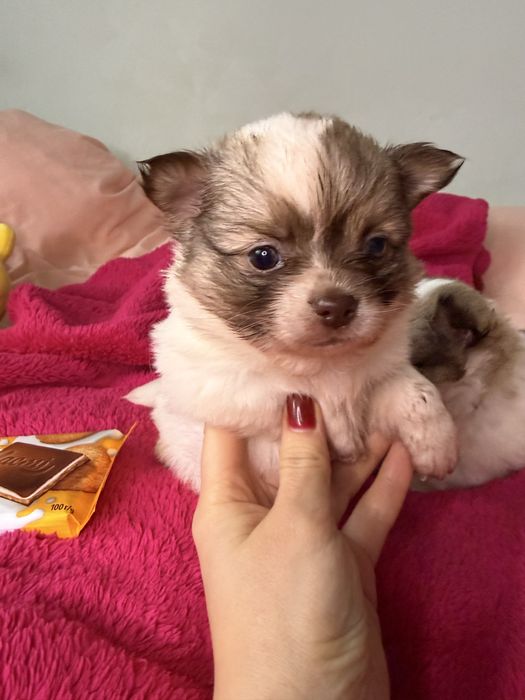 Супер шоко хлопчики