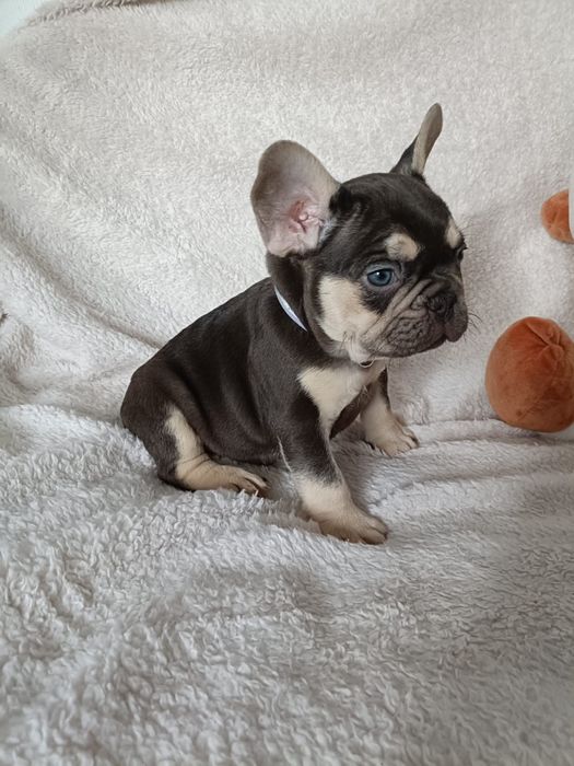 Bulldog Frances choco and tan