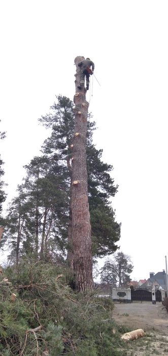 Спиляти Дерево, Спилить Дерево, Обрізка Дерев, Кронування Дерев