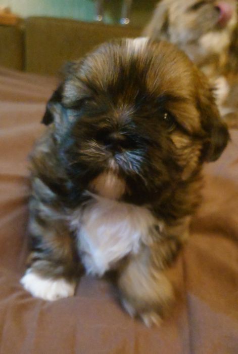 Щенки Ши-тцу, мальчик и девочка. Бронь