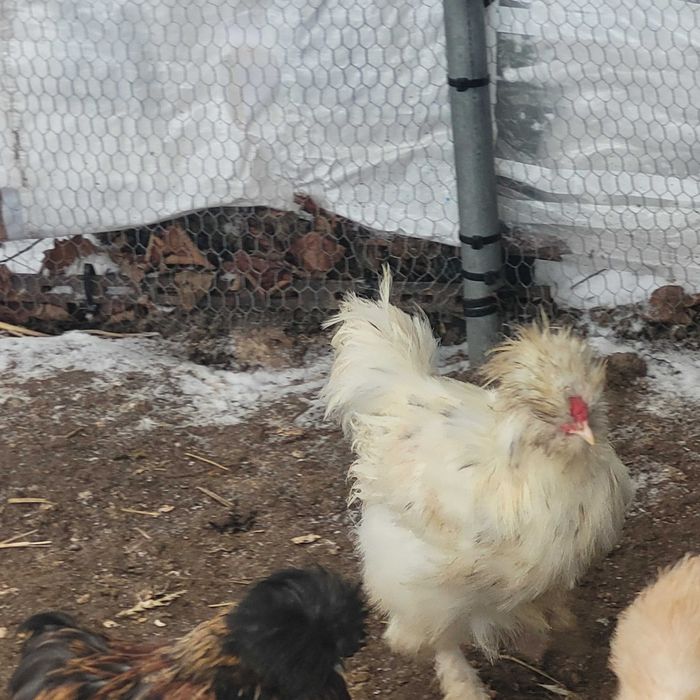 Koguty Silki i Czubatka