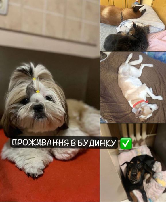 Перетримка Передержка для собак