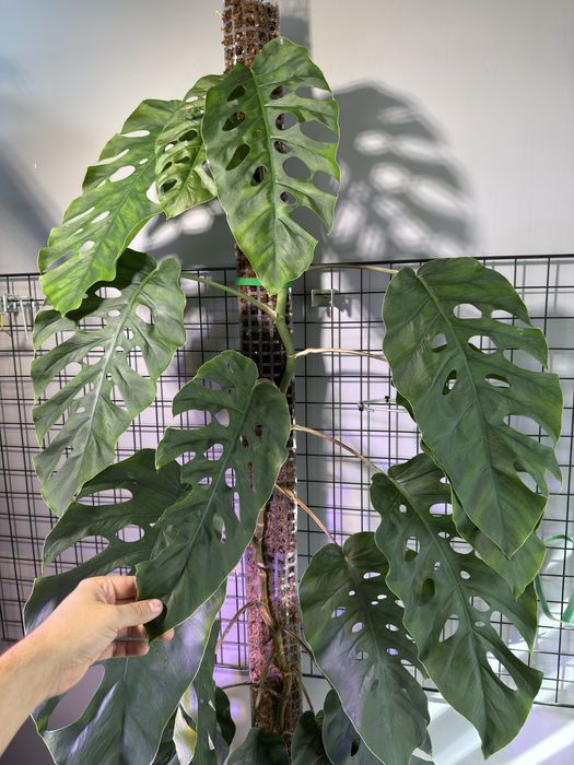 Monstera Dubia - ogromna 2 metrowa roslina