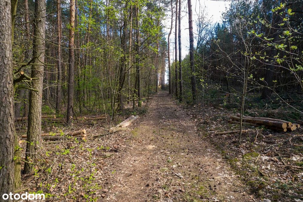 Piękne działki leśne las natura sosna teren stworzony pod rekreacje - Więcej