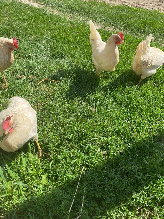 kurki nioski leghorn