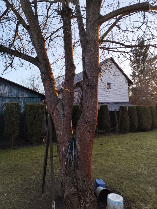 Sprzedam drewno orzech włoski