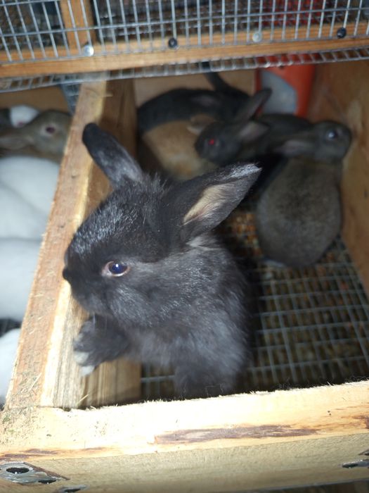 Пропоную вашій увазі кроликів середніх порід