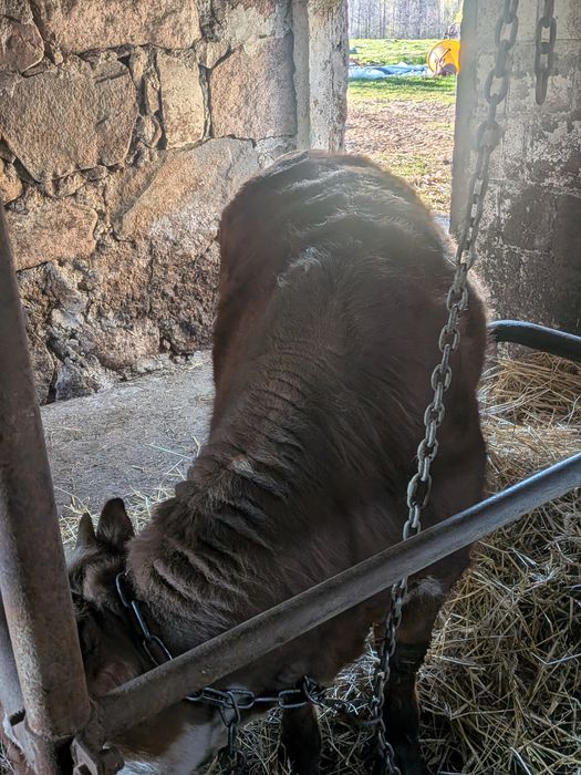 Byczek LM mieszaniec na opas, ponad 300 kg