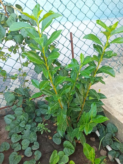 Лавровишня куст большой Кавказовка