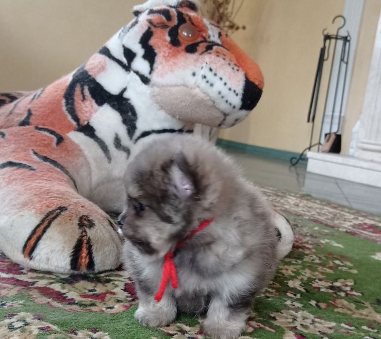 Померанский шпиц редкого окраса