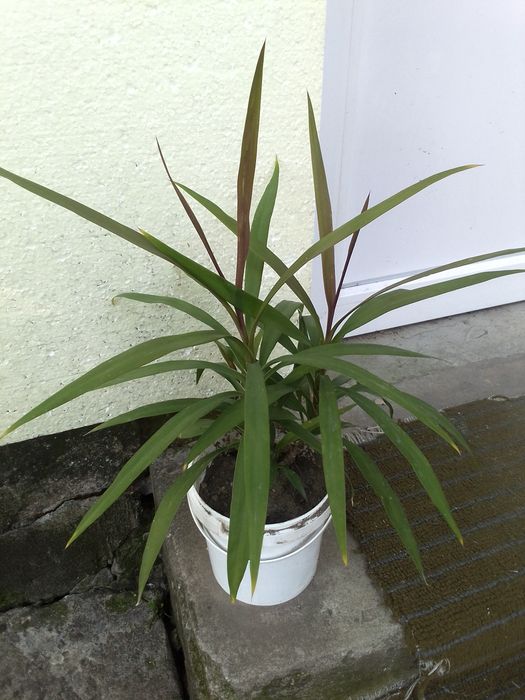 Продам квітку гарну