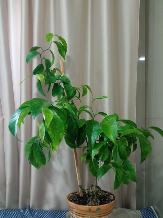 Продам лимонное дерево
