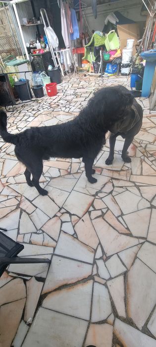 Cão  para adopção.