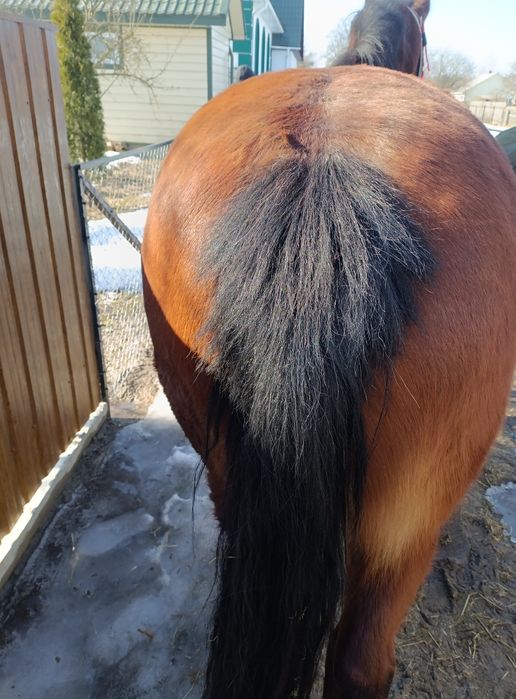 Продам кобилу 9 років