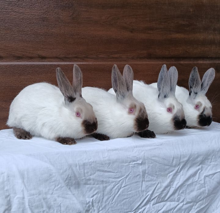 Kalifornijski Czarny Hawana Rodowód Samice. Samiec