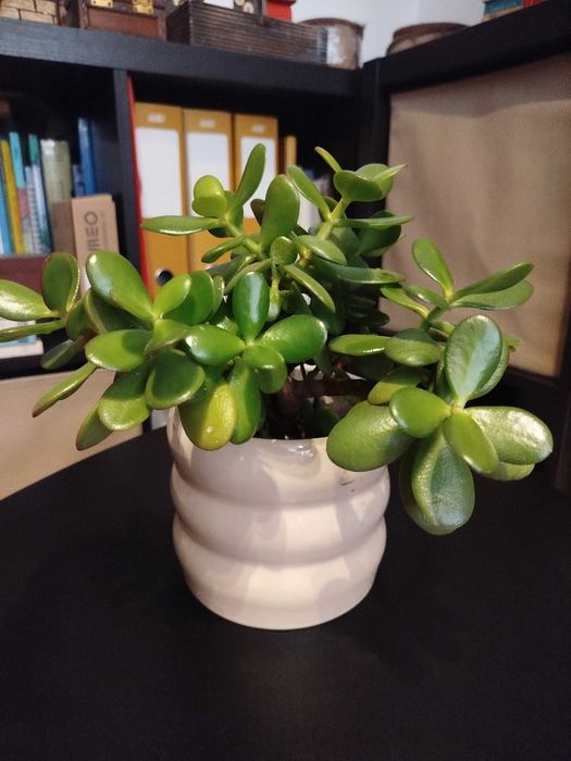 Suculenta: Flor de jade, famosa por atrair prosperidade