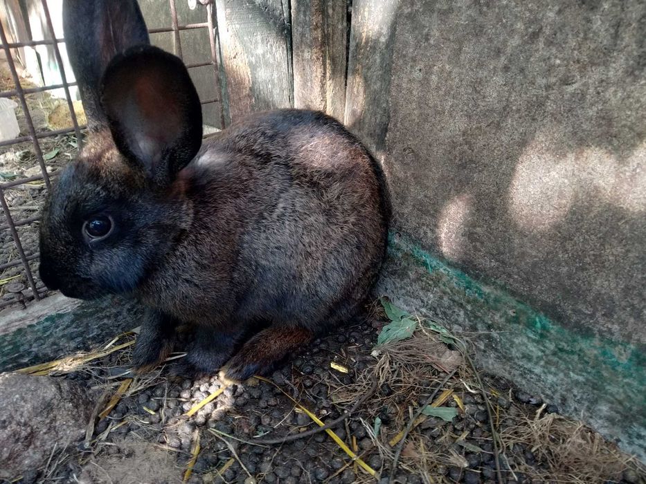 sprzedam króliki czarne i brunatne 3,5 i 4 m-ce