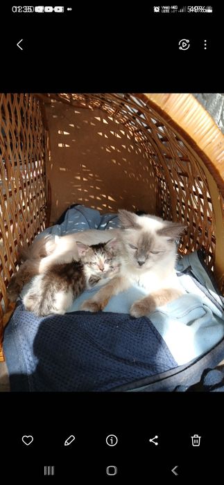 Спасіть кицю від холоду та голоду