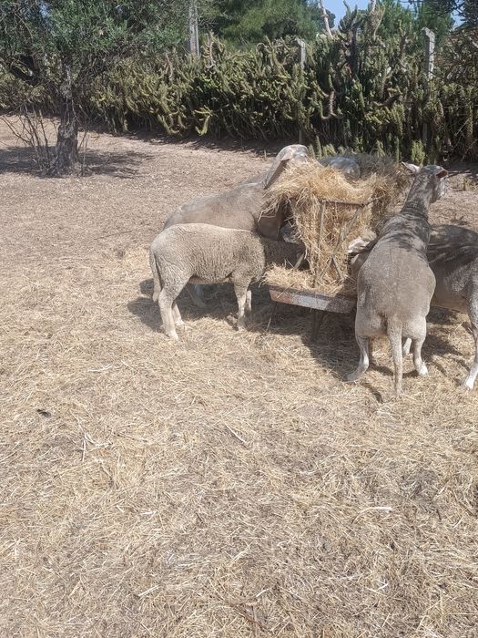 Borregas para venda