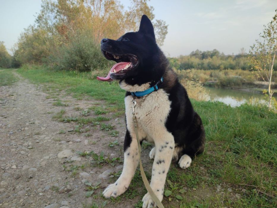 Американська Акіта В'язка.