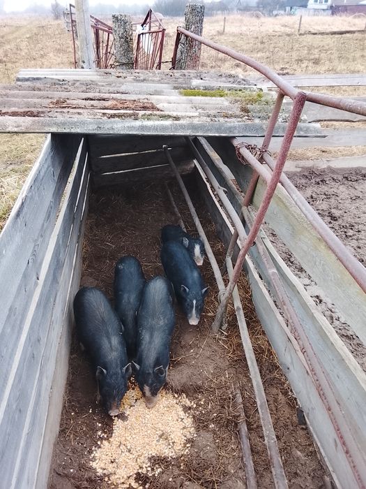 В'єтнамські свинки