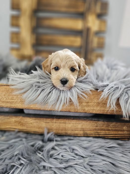 ZAREZERWOWANY  Maltipoo F1 cudny chłopiec