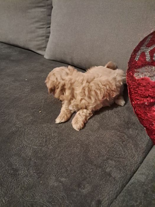 Maltipoo po małych rodzicach