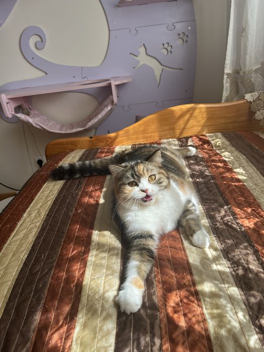 Scottish straight femea